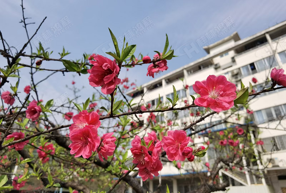 桂林鴻程花團(tuán)錦簇，滿園春色，邀您一起共賞春景，共商大計(jì)！